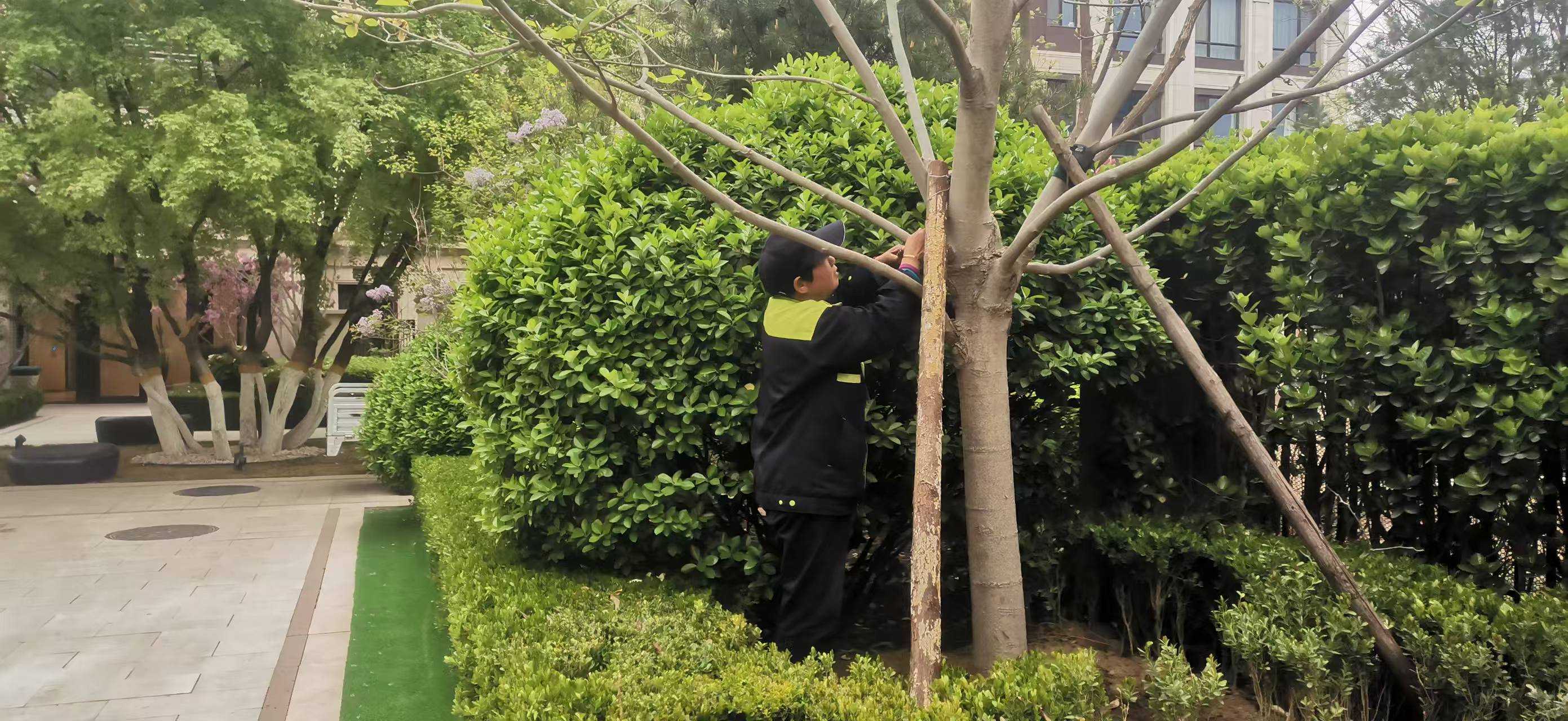 北京將出現(xiàn)10級(jí)以上大風(fēng)，園林綠化養(yǎng)護(hù)如何提前防范風(fēng)險(xiǎn)